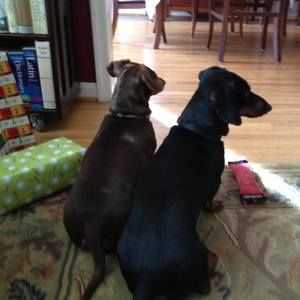 Meet your Posher, Carol